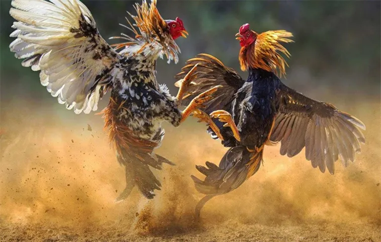 Tuyệt Chiêu Cách Chơi Đá Gà WS168 Tại 789Win Bất Bại Hiện Nay